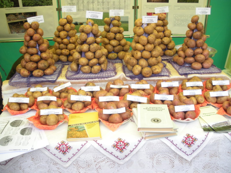 В Аликовском районе состоялся праздник «День картофеля»